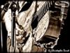 Willie & Trigger: Photo by Christopher Durst